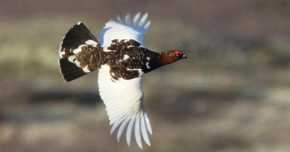 Åpen skytedag i Lørenskog 
